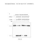 METHODS AND COMPOSITIONS FOR RNA-DIRECTED TARGET DNA MODIFICATION AND FOR     RNA-DIRECTED MODULATION OF TRANSCRIPTION diagram and image