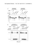 METHODS AND COMPOSITIONS FOR RNA-DIRECTED TARGET DNA MODIFICATION AND FOR     RNA-DIRECTED MODULATION OF TRANSCRIPTION diagram and image