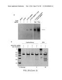 METHODS AND COMPOSITIONS FOR RNA-DIRECTED TARGET DNA MODIFICATION AND FOR     RNA-DIRECTED MODULATION OF TRANSCRIPTION diagram and image