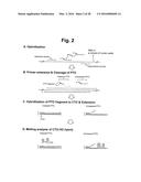 DETECTION OF TARGET NUCLEIC ACID SEQUENCE BY PTO CLEAVAGE AND     EXTENSION-DEPENDENT NON-HYBRIDIZATION ASSAY diagram and image