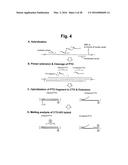 DETECTION OF TARGET NUCLEIC ACID SEQUENCE BY PTO CLEAVAGE AND     EXTENSION-DEPENDENT NON-HYBRIDIZATION ASSAY diagram and image