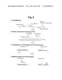 DETECTION OF TARGET NUCLEIC ACID SEQUENCE BY PTO CLEAVAGE AND     EXTENSION-DEPENDENT NON-HYBRIDIZATION ASSAY diagram and image