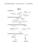 DETECTION OF TARGET NUCLEIC ACID SEQUENCE BY PTO CLEAVAGE AND     EXTENSION-DEPENDENT NON-HYBRIDIZATION ASSAY diagram and image