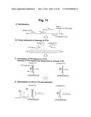 DETECTION OF TARGET NUCLEIC ACID SEQUENCE BY PTO CLEAVAGE AND     EXTENSION-DEPENDENT NON-HYBRIDIZATION ASSAY diagram and image