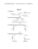 DETECTION OF TARGET NUCLEIC ACID SEQUENCE BY PTO CLEAVAGE AND     EXTENSION-DEPENDENT NON-HYBRIDIZATION ASSAY diagram and image