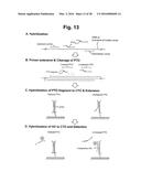 DETECTION OF TARGET NUCLEIC ACID SEQUENCE BY PTO CLEAVAGE AND     EXTENSION-DEPENDENT NON-HYBRIDIZATION ASSAY diagram and image