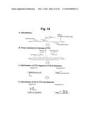 DETECTION OF TARGET NUCLEIC ACID SEQUENCE BY PTO CLEAVAGE AND     EXTENSION-DEPENDENT NON-HYBRIDIZATION ASSAY diagram and image