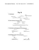 DETECTION OF TARGET NUCLEIC ACID SEQUENCE BY PTO CLEAVAGE AND     EXTENSION-DEPENDENT NON-HYBRIDIZATION ASSAY diagram and image