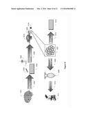 MOLECULAR CELL IMAGING USING OPTICAL SPECTROSCOPY diagram and image