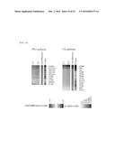 SYSTEM FOR PREDICTING PROGNOSIS OF LOCALLY ADVANCED GASTRIC CANCER diagram and image