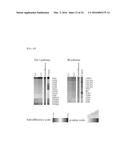 SYSTEM FOR PREDICTING PROGNOSIS OF LOCALLY ADVANCED GASTRIC CANCER diagram and image