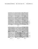 CONDUCTIVE COMPOSITE MATERIAL AND METHOD FOR PRODUCING SAID CONDUCTIVE     COMPOSITE MATERIAL diagram and image