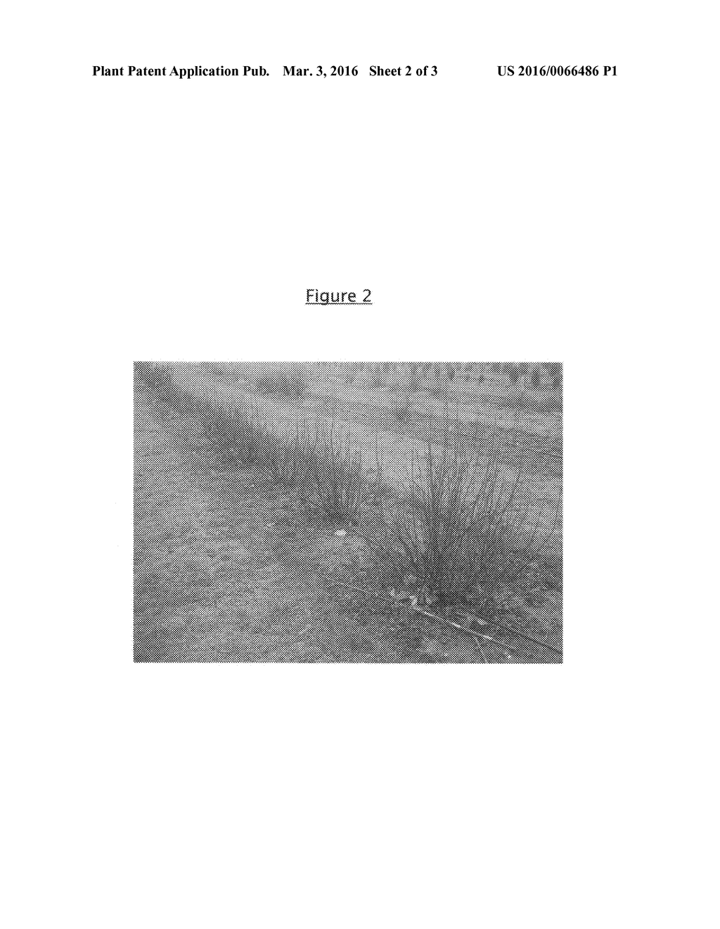 Flowering currant plant named 'OREGON SNOWFLAKE' - diagram, schematic, and image 05