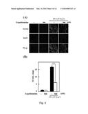 USE OF ERGOTHIONEINE FOR INDUCING ACTIVITY OF NRF2 IN CELL diagram and image