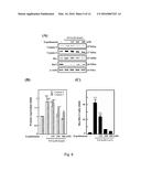 USE OF ERGOTHIONEINE FOR INDUCING ACTIVITY OF NRF2 IN CELL diagram and image