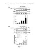 USE OF ERGOTHIONEINE FOR INDUCING ACTIVITY OF NRF2 IN CELL diagram and image
