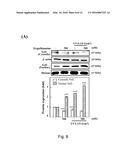 USE OF ERGOTHIONEINE FOR INDUCING ACTIVITY OF NRF2 IN CELL diagram and image