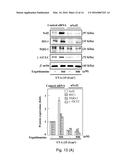 USE OF ERGOTHIONEINE FOR INDUCING ACTIVITY OF NRF2 IN CELL diagram and image