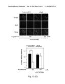 USE OF ERGOTHIONEINE FOR INDUCING ACTIVITY OF NRF2 IN CELL diagram and image