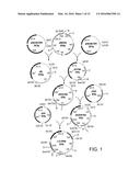 ENTEROCOCCUS FAECALIS BACTERIOPHAGE AND USES THEREOF diagram and image