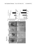 COMPOSITION FOR REGENERATION OF CARTILAGE diagram and image