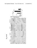 COMPOSITION FOR REGENERATION OF CARTILAGE diagram and image