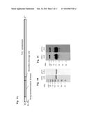 RECOMBINANT NEURAMINIDASE AND USES THEREOF diagram and image