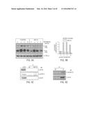 VIRAL PROTEINS AS IMMUNOMODULATORY AGENTS AND VACCINE COMPONENTS diagram and image