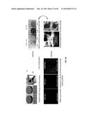 3D BIOMIMETIC, BI-PHASIC KEY FEATURED SCAFFOLD FOR OSTEOCHONDRAL REPAIR diagram and image