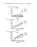 ANTI-TUMOR POLYPEPTIDES AND METHOD FOR PREPARING ANTI-TUMOR DRUGS     COMPRISNG THE SAME diagram and image