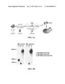 ANTI-CD19 COMPOSITIONS AND METHODS FOR TREATING CANCER diagram and image