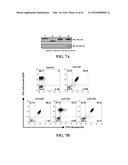 ANTI-CD19 COMPOSITIONS AND METHODS FOR TREATING CANCER diagram and image