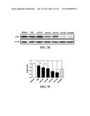 ANTI-CD19 COMPOSITIONS AND METHODS FOR TREATING CANCER diagram and image