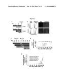 COMPOSITIONS AND METHODS FOR PRECISE PATTERNING OF POSTERIOR NEUROECTODERM     FROM HUMAN PLURIPOTENT STEM CELLS diagram and image