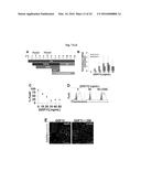 COMPOSITIONS AND METHODS FOR PRECISE PATTERNING OF POSTERIOR NEUROECTODERM     FROM HUMAN PLURIPOTENT STEM CELLS diagram and image