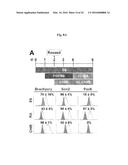 COMPOSITIONS AND METHODS FOR PRECISE PATTERNING OF POSTERIOR NEUROECTODERM     FROM HUMAN PLURIPOTENT STEM CELLS diagram and image