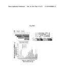 COMPOSITIONS AND METHODS FOR PRECISE PATTERNING OF POSTERIOR NEUROECTODERM     FROM HUMAN PLURIPOTENT STEM CELLS diagram and image