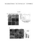 COMPOSITIONS AND METHODS FOR PRECISE PATTERNING OF POSTERIOR NEUROECTODERM     FROM HUMAN PLURIPOTENT STEM CELLS diagram and image