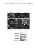 COMPOSITIONS AND METHODS FOR PRECISE PATTERNING OF POSTERIOR NEUROECTODERM     FROM HUMAN PLURIPOTENT STEM CELLS diagram and image