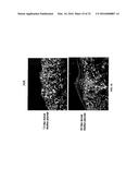 METHODS FOR COMPACT AGGREGATION OF DERMAL CELLS diagram and image