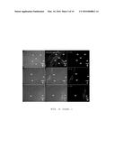 METHOD FOR CULTURING SKELETAL MUSCLE FOR TISSUE ENGINEERING diagram and image