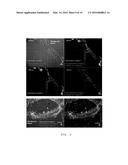 METHOD FOR CULTURING SKELETAL MUSCLE FOR TISSUE ENGINEERING diagram and image