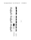 CHEMICALLY DEFINED ALBUMIN-FREE CONDITIONS FOR CARDIOMYOCYTE     DIFFERENTIATION OF HUMAN PLURIPOTENT STEM CELLS diagram and image