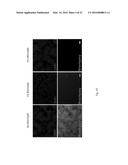 CHEMICALLY DEFINED ALBUMIN-FREE CONDITIONS FOR CARDIOMYOCYTE     DIFFERENTIATION OF HUMAN PLURIPOTENT STEM CELLS diagram and image