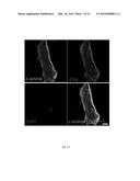 CHEMICALLY DEFINED ALBUMIN-FREE CONDITIONS FOR CARDIOMYOCYTE     DIFFERENTIATION OF HUMAN PLURIPOTENT STEM CELLS diagram and image