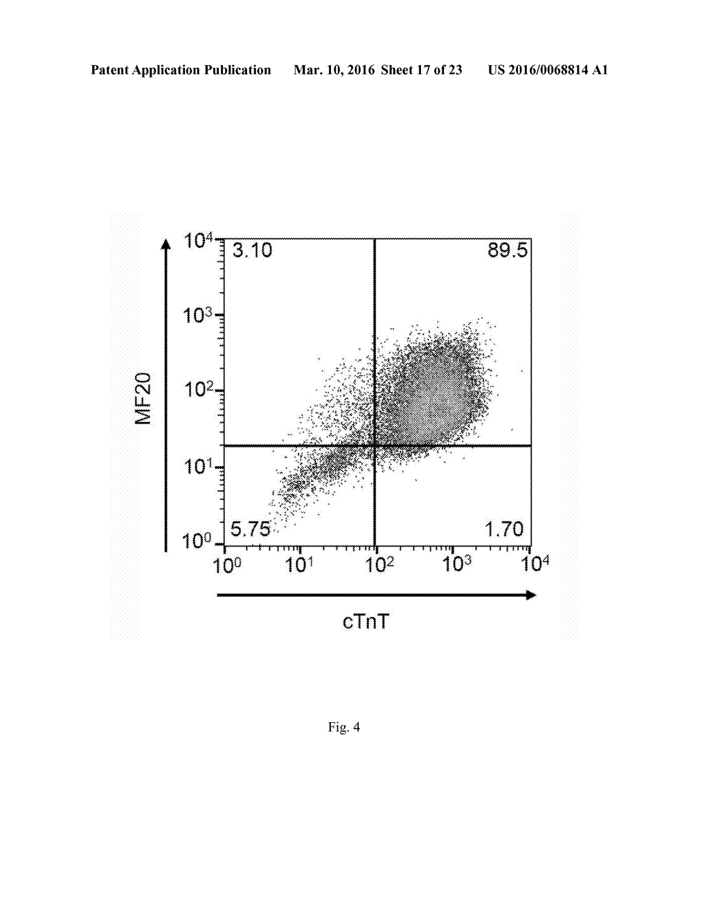 CHEMICALLY DEFINED ALBUMIN-FREE CONDITIONS FOR CARDIOMYOCYTE     DIFFERENTIATION OF HUMAN PLURIPOTENT STEM CELLS - diagram, schematic, and image 18