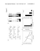 CHIMERIC ADENO-ASSOCIATED VIRUS/ BOCAVIRUS PARVOVIRUS VECTOR diagram and image