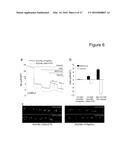 CHIMERIC ADENO-ASSOCIATED VIRUS/ BOCAVIRUS PARVOVIRUS VECTOR diagram and image