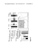 CHIMERIC ADENO-ASSOCIATED VIRUS/ BOCAVIRUS PARVOVIRUS VECTOR diagram and image