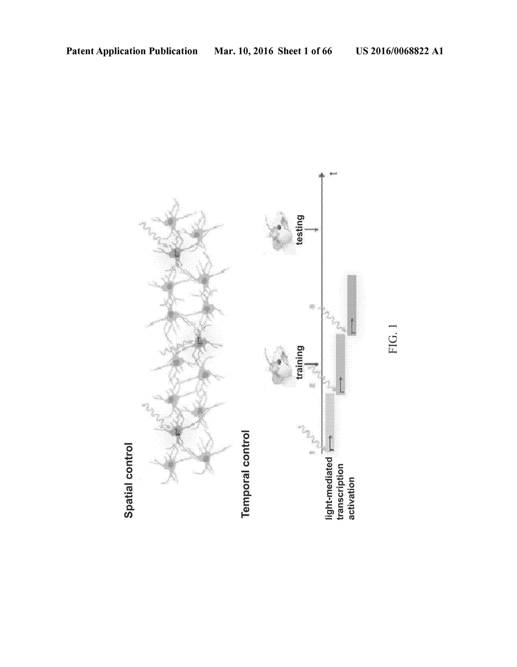 RECOMBINANT VIRUS AND PREPARATIONS THEREOF - diagram, schematic, and image 02